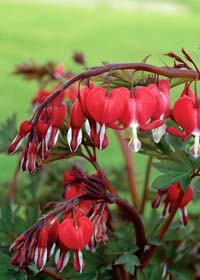 Dicentra spectabilis 'Valentine'